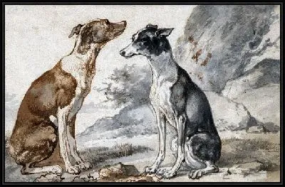 Две итальянских борзых