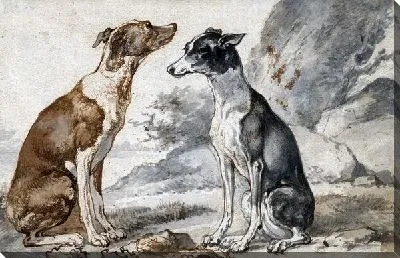 Две итальянских борзых