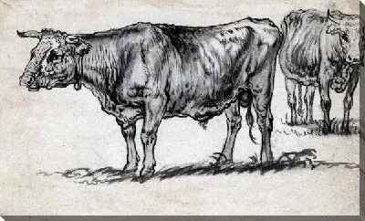 Картина Этюд двух быков