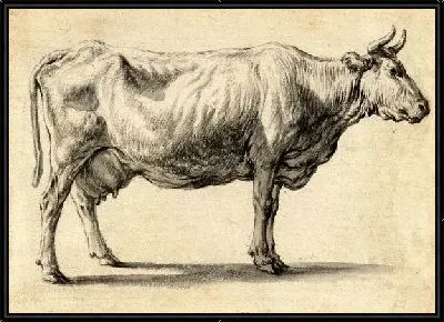 Этюд коровы в профиль