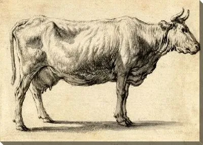 Этюд коровы в профиль
