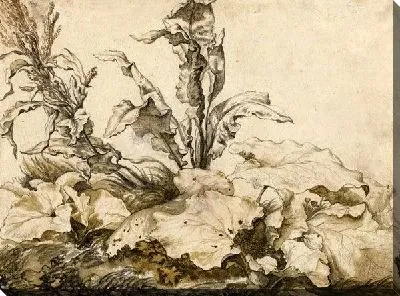 Картина Этюд растений