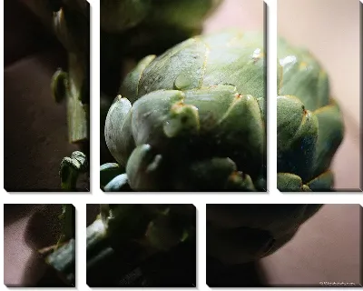 Модульная картина Артишок №3