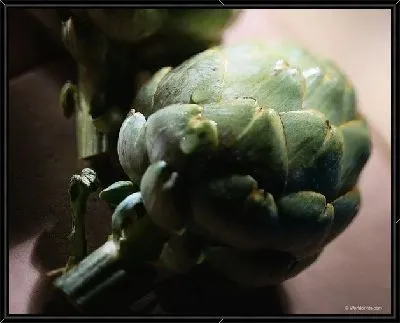 Картина Артишок №3