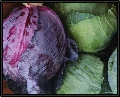 Капуста №3