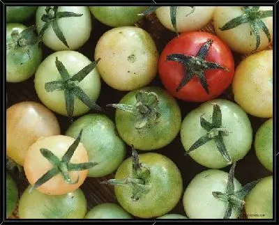 Картина Томаты №6