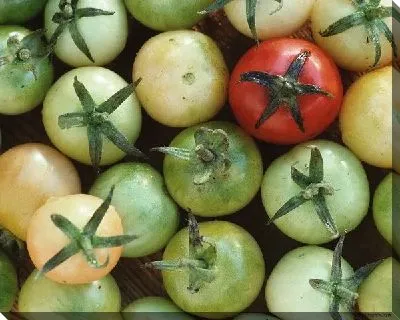 Постер Томаты №6