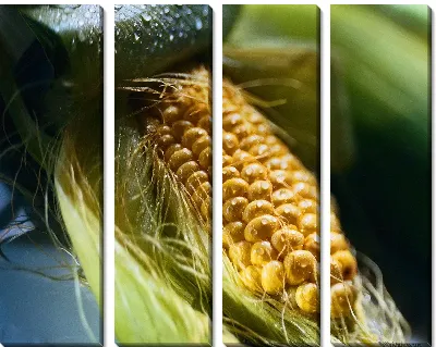 Модульная картина Кукуруза №8
