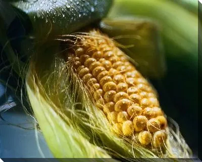 Кукуруза №8