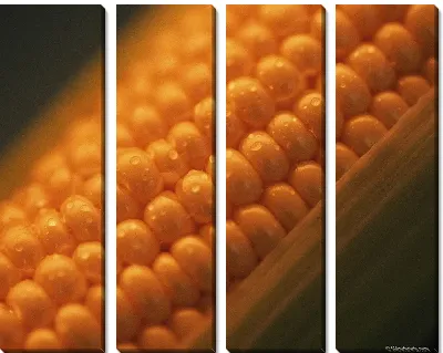 Модульная картина Кукуруза №9