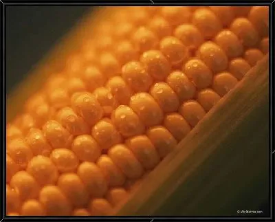 Кукуруза №9