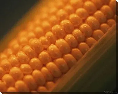 Кукуруза №9