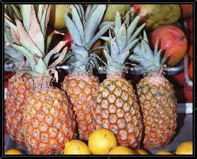 Картина Ананасы