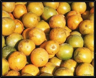 Картина Апельсины №6