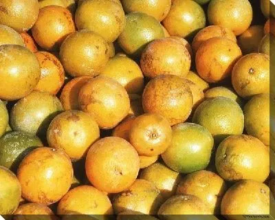 Постер Апельсины №6