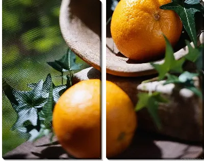 Модульная картина Апельсины №9