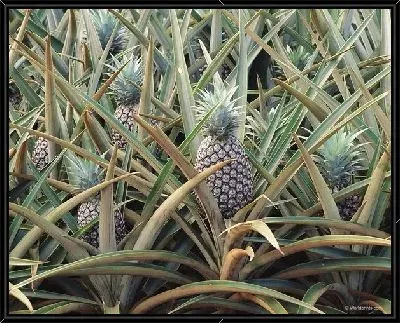 Картина Ананасы №3