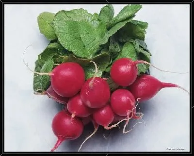 Картина Редис №2