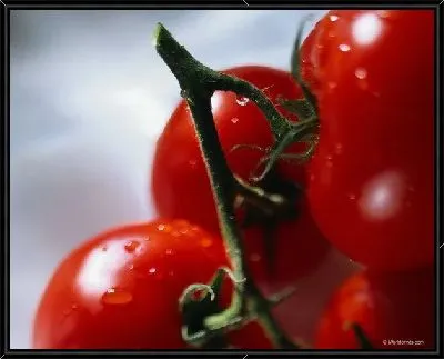 Картина Томаты №10