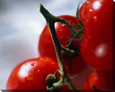 Постер Томаты №10
