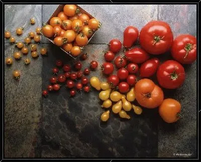 Томаты №12