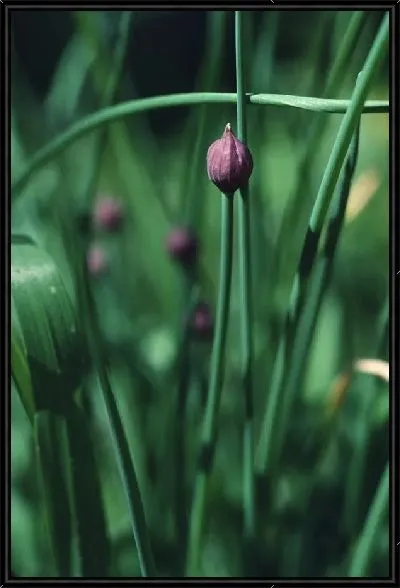 Картина Цветы №3