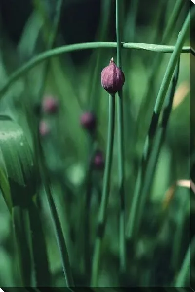 Постер Цветы №3