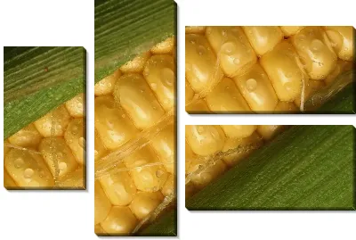 Модульная картина Кукуруза №11