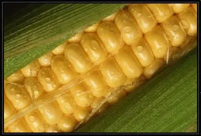 Кукуруза №11