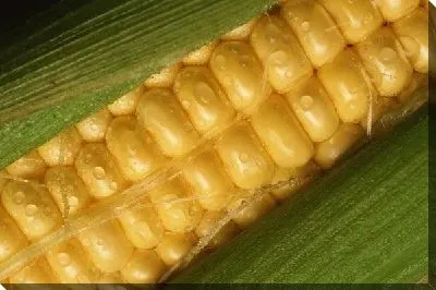 Кукуруза №11