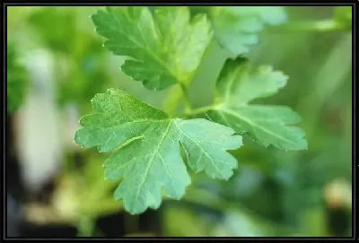 Картина Зелень №5