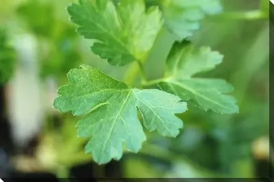 Постер Зелень №5