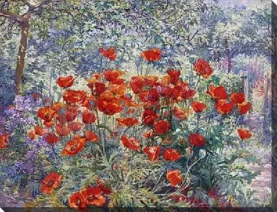 Маки в саду