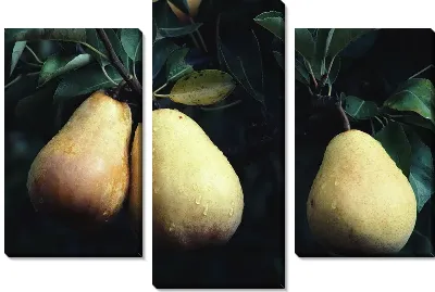 Модульная картина Груши №7