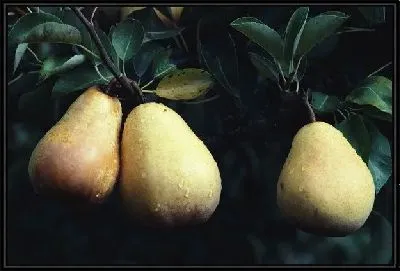 Картина Груши №7