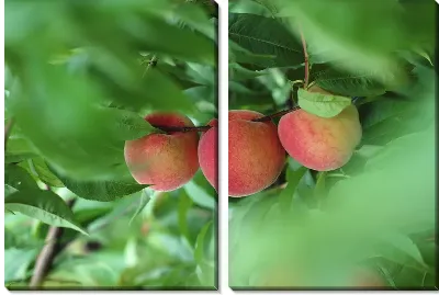 Модульная картина Персики №4