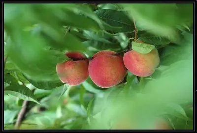 Картина Персики №4