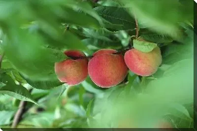 Постер Персики №4