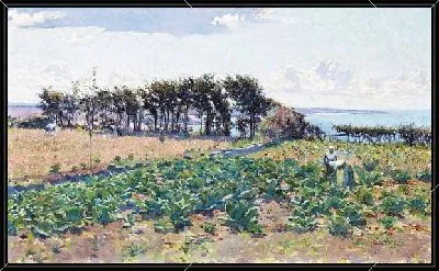 Зеленое поле