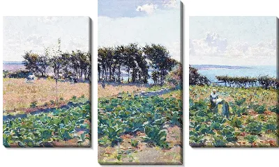 Зеленое поле