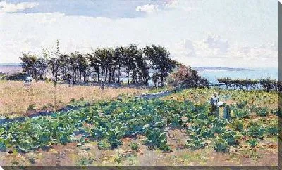 Зеленое поле