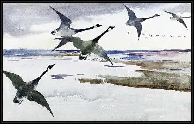 Канадские гуси