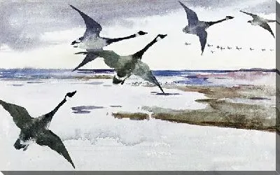 Картина Канадские гуси