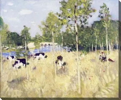 Коровы на поле