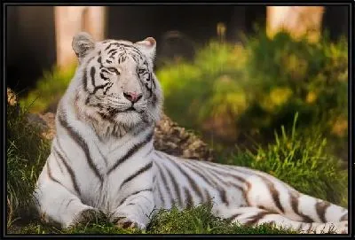 Картина Бенгальский тигр (Bengal tiger) №2