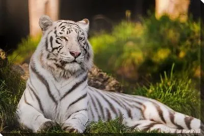 Постер Бенгальский тигр (Bengal tiger) №2