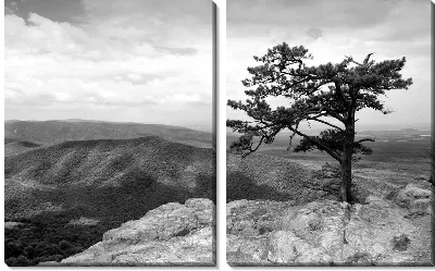 Модульная картина Дерево в пустыне (Tree in the desert) №3