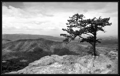 Картина Дерево в пустыне (Tree in the desert) №3