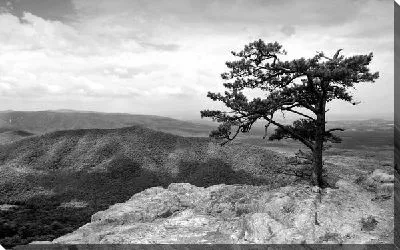 Постер Дерево в пустыне (Tree in the desert) №3