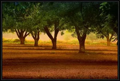 Картина Деревья (The trees)